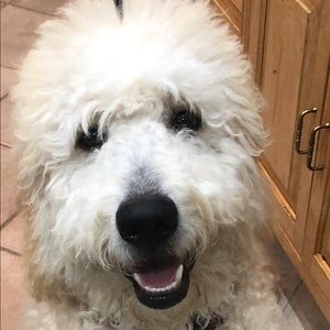 Meet your Posher, Leslie